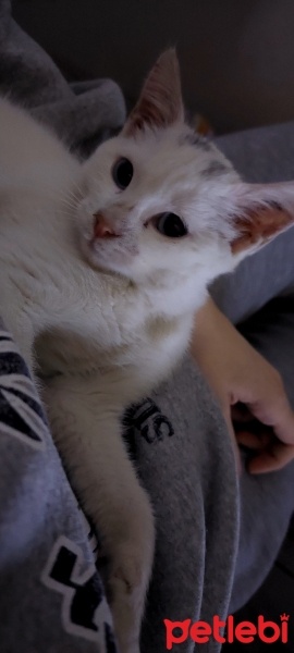 Ankara Kedisi, Kedi  Kaymak fotoğrafı