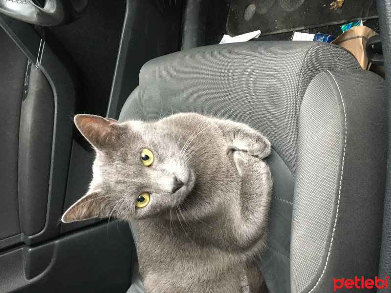 Mavi Rus, Kedi  Dexter fotoğrafı