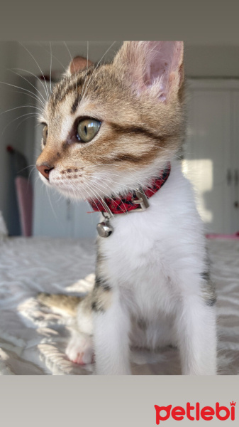 Tekir Kedi, Kedi  Boncuk fotoğrafı