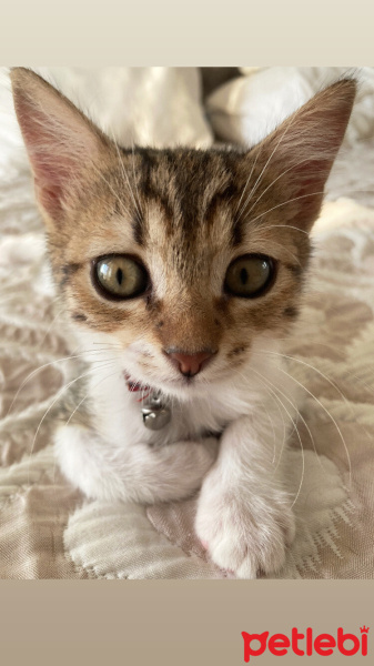 Tekir Kedi, Kedi  Boncuk fotoğrafı