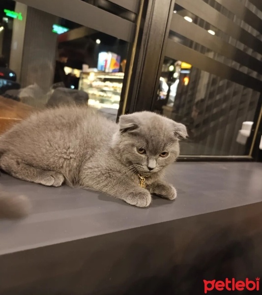Scottish Fold, Kedi  Badem fotoğrafı
