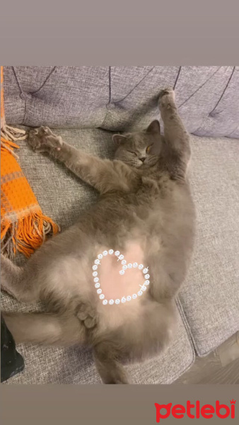 British Shorthair, Kedi  Mika fotoğrafı
