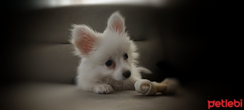 Pomeranyalı, Köpek  Lusi fotoğrafı