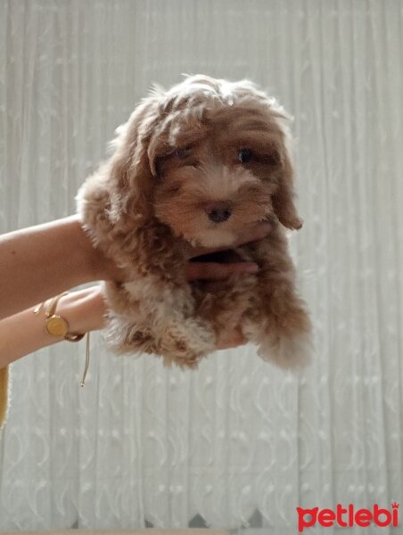 Maltese, Köpek  Susam fotoğrafı