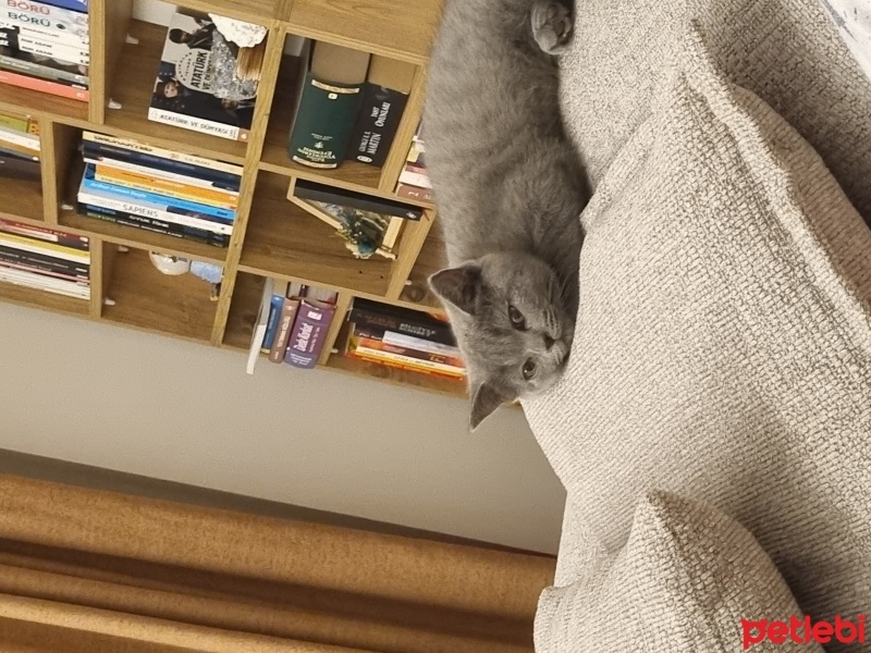 British Shorthair, Kedi  . fotoğrafı
