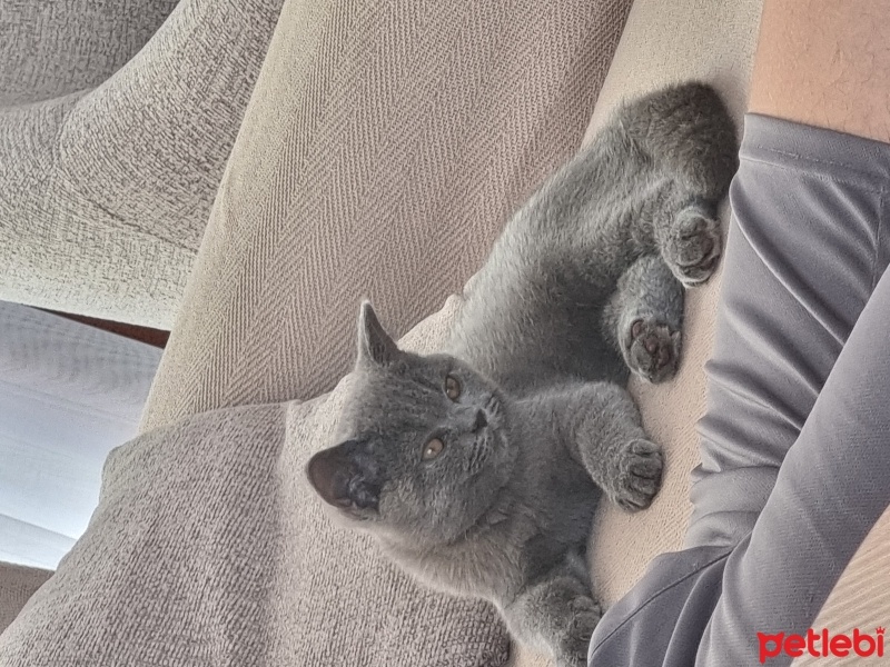 British Shorthair, Kedi  . fotoğrafı