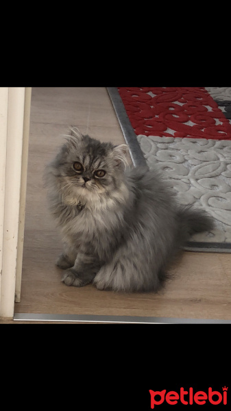 British Shorthair, Kedi  Melo fotoğrafı