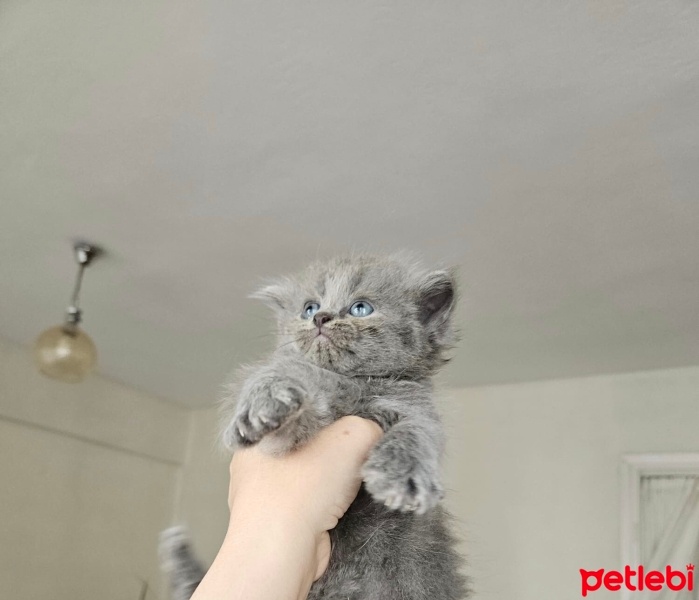 British Longhair, Kedi  british longhair ve shorthair fotoğrafı