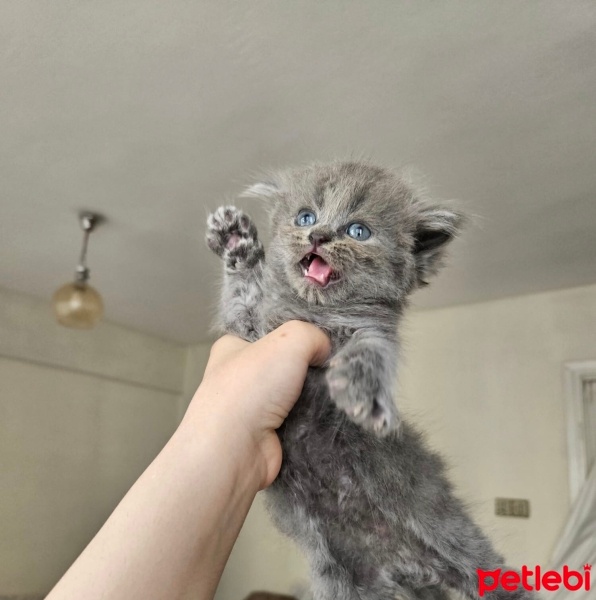 British Longhair, Kedi  british longhair ve shorthair fotoğrafı
