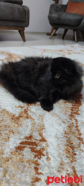 Scottish Fold, Kedi  Mortıl fotoğrafı