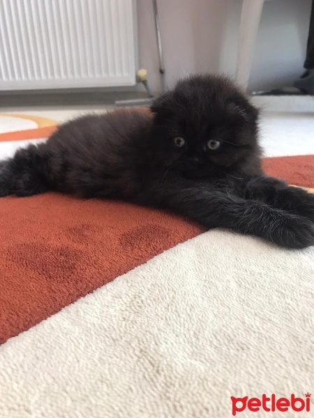 Scottish Fold, Kedi  Mortıl fotoğrafı