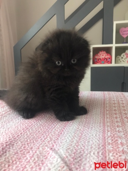Scottish Fold, Kedi  Mortıl fotoğrafı