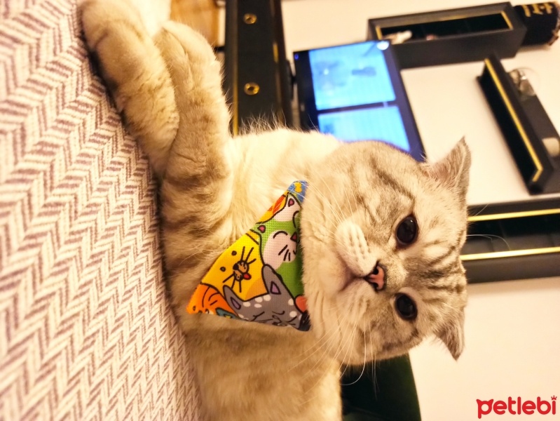 Scottish Fold, Kedi  Pablo fotoğrafı
