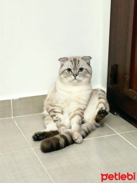 Scottish Fold, Kedi  Pablo fotoğrafı
