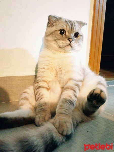 Scottish Fold, Kedi  Pablo fotoğrafı