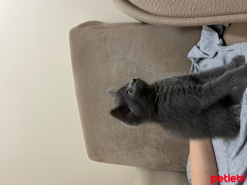 British Shorthair, Kedi  Mars fotoğrafı