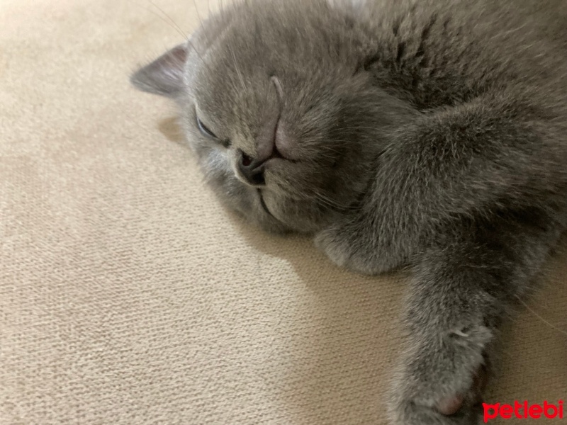 British Shorthair, Kedi  Mars fotoğrafı