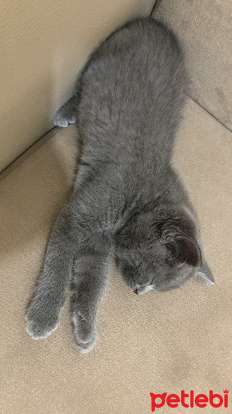 British Shorthair, Kedi  Mars fotoğrafı