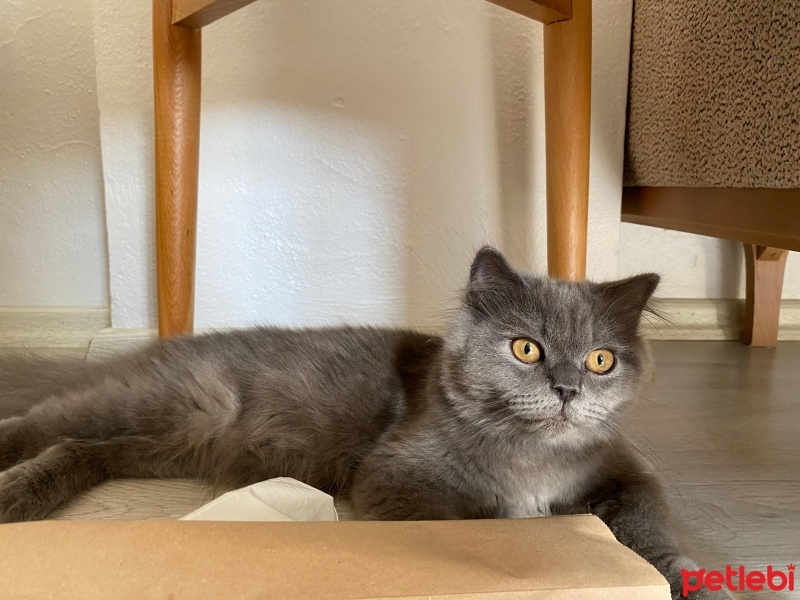 Scottish Fold, Kedi  Küçük Prens fotoğrafı