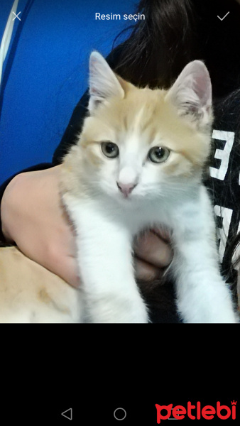 Tekir Kedi, Kedi  Leo fotoğrafı