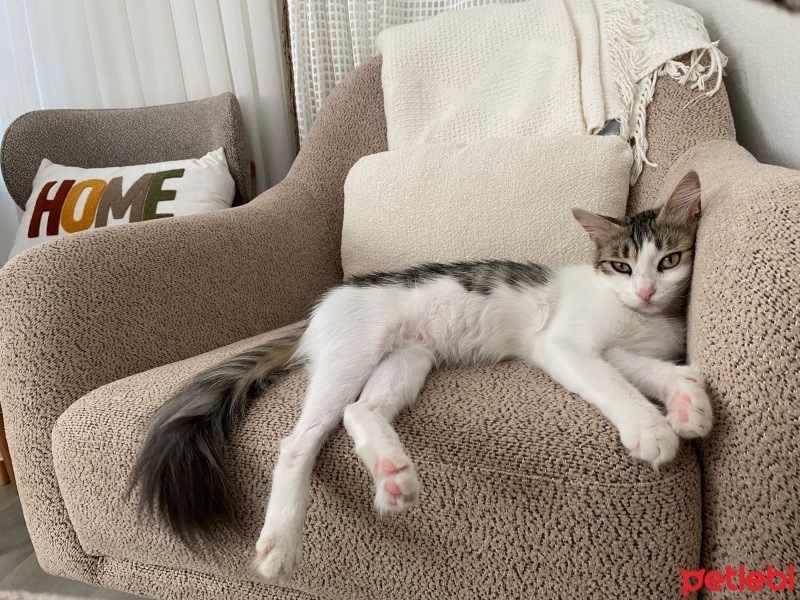 Tekir Kedi, Kedi  FİRUZE fotoğrafı
