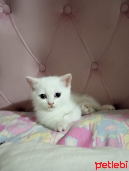 British Shorthair, Kedi  Çakır fotoğrafı