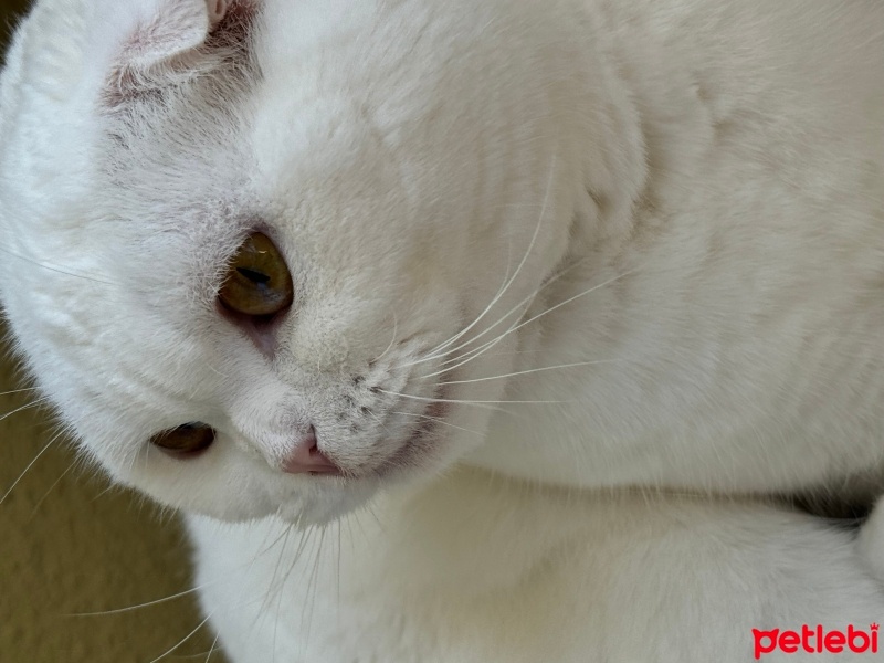 Scottish Fold, Kedi  Çilek fotoğrafı