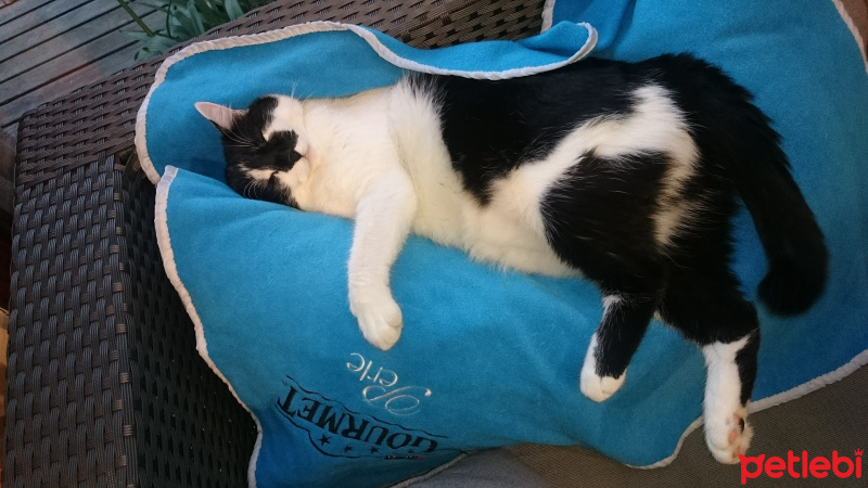 Tuxedo (Smokin) Kedi, Kedi  Mırmır fotoğrafı