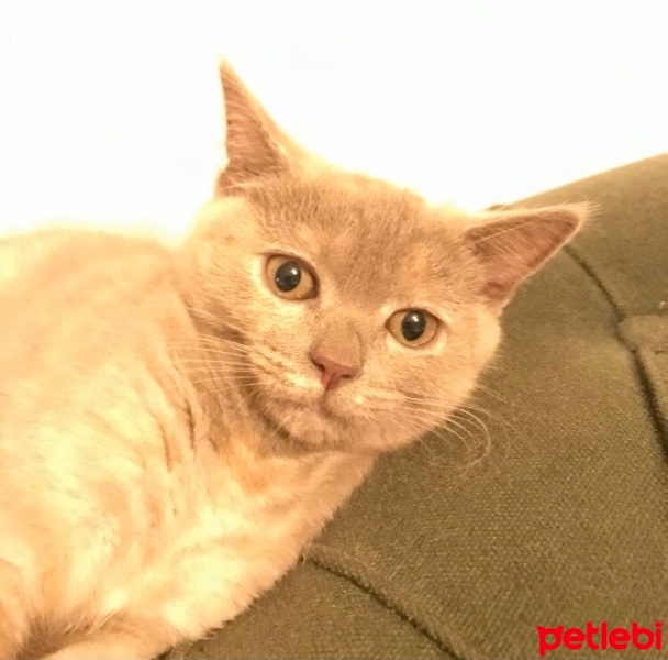 British Shorthair, Kedi  Maşa fotoğrafı