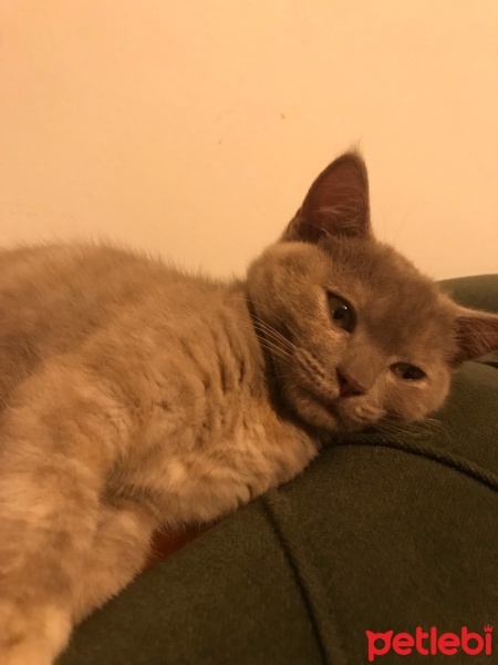British Shorthair, Kedi  Maşa fotoğrafı
