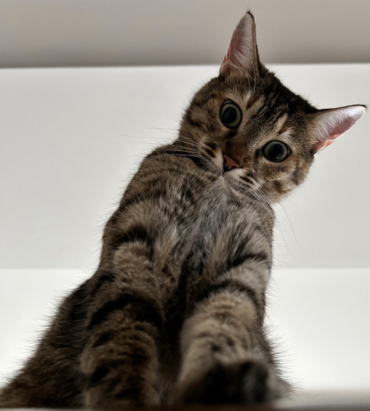 Tekir Kedi, Kedi  Luna Tekir Yıldırım fotoğrafı