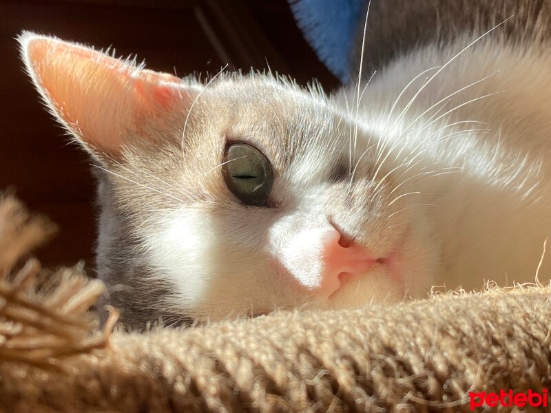 European Shorthair, Kedi  Lokum fotoğrafı