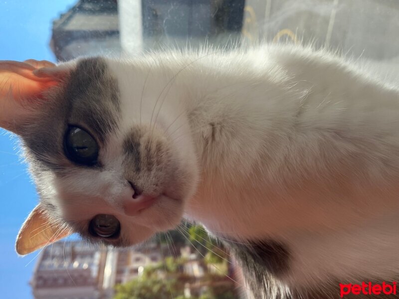 European Shorthair, Kedi  Lokum fotoğrafı