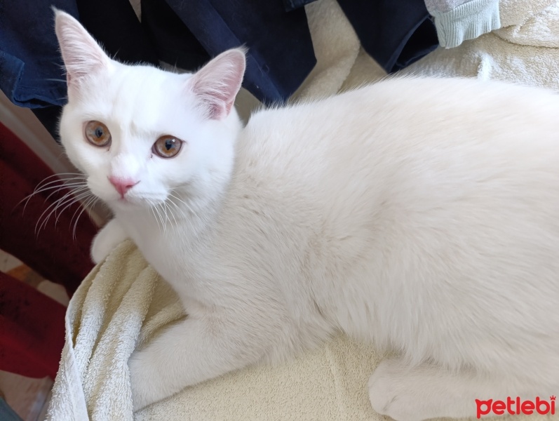 Tekir Kedi, Kedi  Paşa fotoğrafı