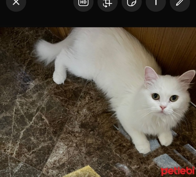 British Longhair, Kedi  Mercimek fotoğrafı