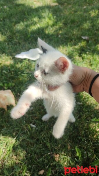 Ankara Kedisi, Kedi  Pamuk fotoğrafı