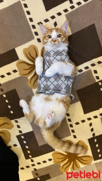 Sarman, Kedi  Mustafa fotoğrafı