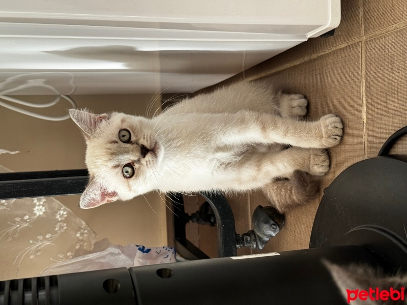 British Shorthair, Kedi  Yok fotoğrafı