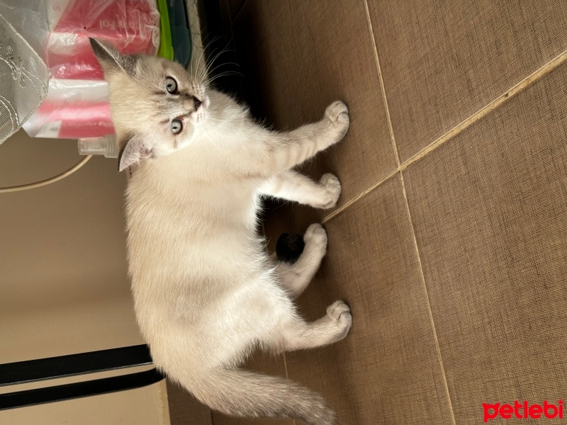 British Shorthair, Kedi  Yok fotoğrafı