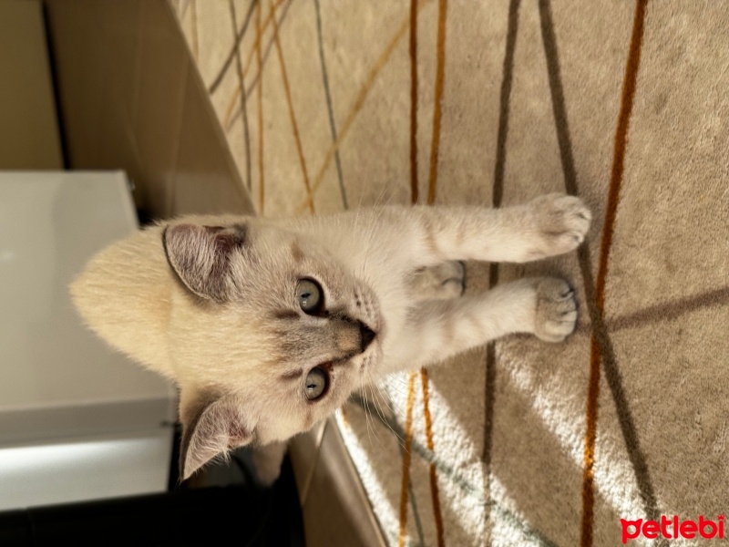 British Shorthair, Kedi  Yok fotoğrafı