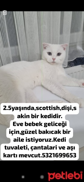 Scottish Fold, Kedi  Vanilya fotoğrafı