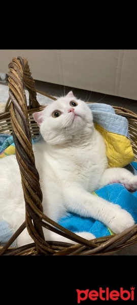 Scottish Fold, Kedi  Mia fotoğrafı