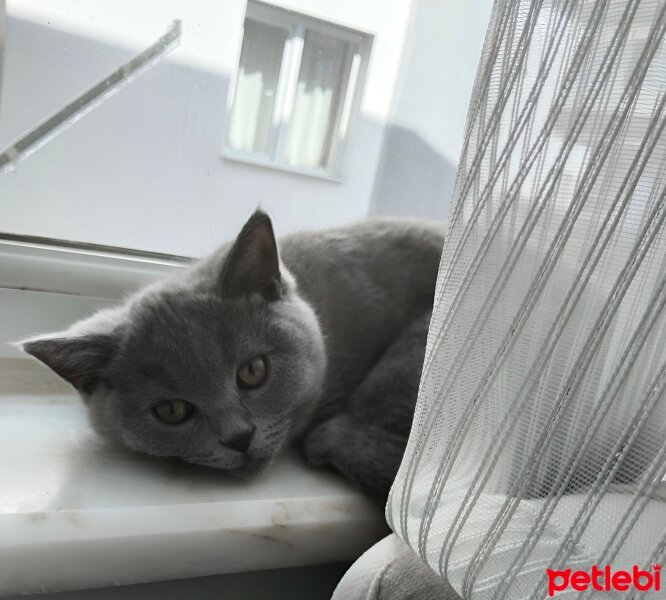 British Shorthair, Kedi  Leo fotoğrafı