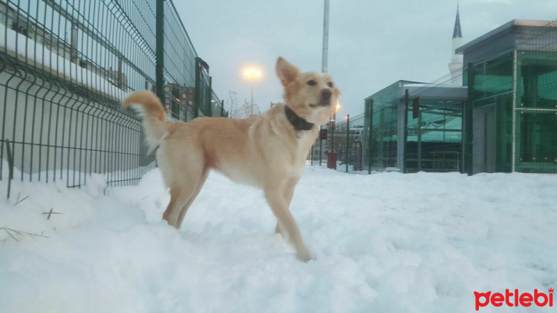 Sibirya Kurdu (Husky), Köpek  Maya fotoğrafı