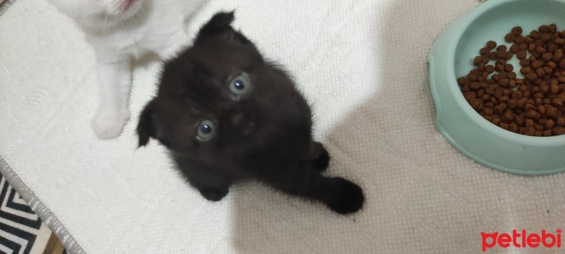 Scottish Fold, Kedi  Kara kizim fotoğrafı