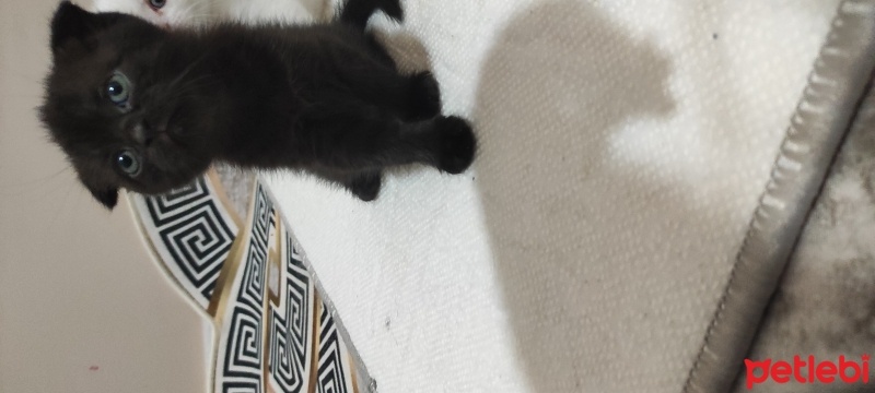 Scottish Fold, Kedi  Kara kizim fotoğrafı