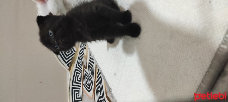 Scottish Fold, Kedi  Kara kizim fotoğrafı