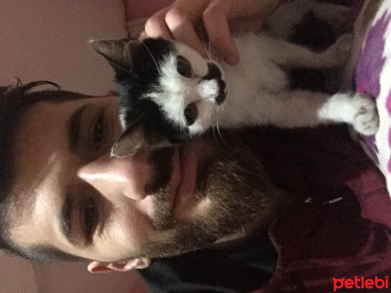 Tekir Kedi, Kedi  Cimcim fotoğrafı