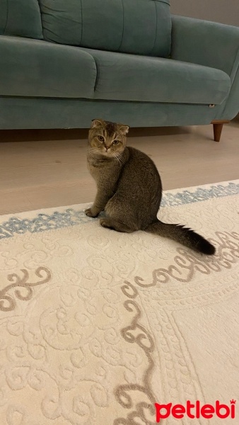 Scottish Fold, Kedi  Boncuk fotoğrafı