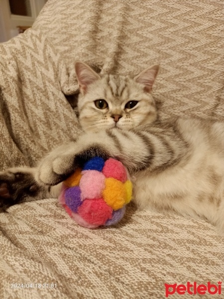 British Shorthair, Kedi  Marlin fotoğrafı